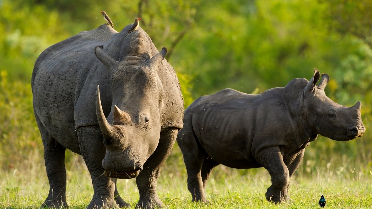 What is the Scientific Name of Rhinoceros?