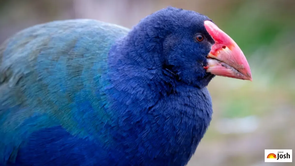 List of Flightless Birds in the World (Credits: The Conversation)