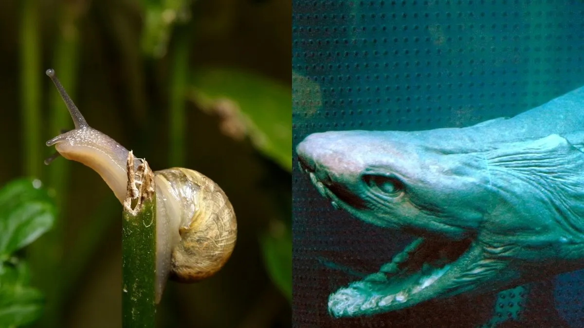 Animals with the most teeth