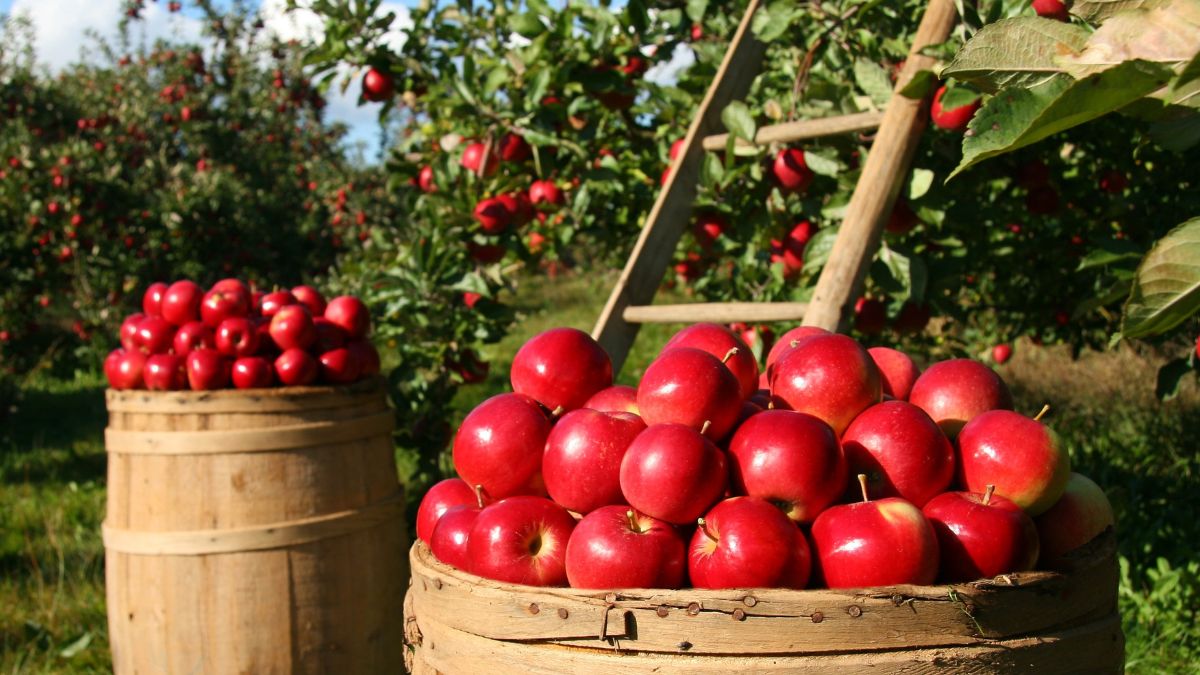 Which State is Known as the Apple State of India?