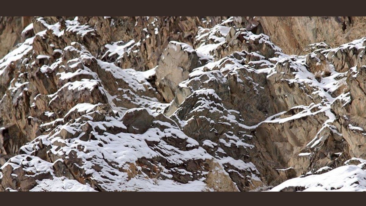 Everyone can see these Mountainous rocks, But Only a Few can spot the Hidden Snow Leopard. Are you one of them?