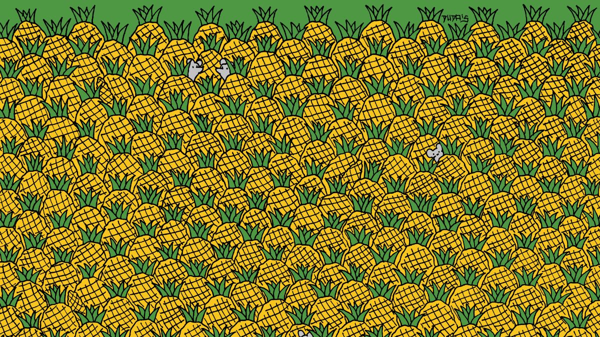 Your Attention To Detail Is Top Notch If You Can Spot 4 Corns Hidden Among Pineapples In 15 Seconds!