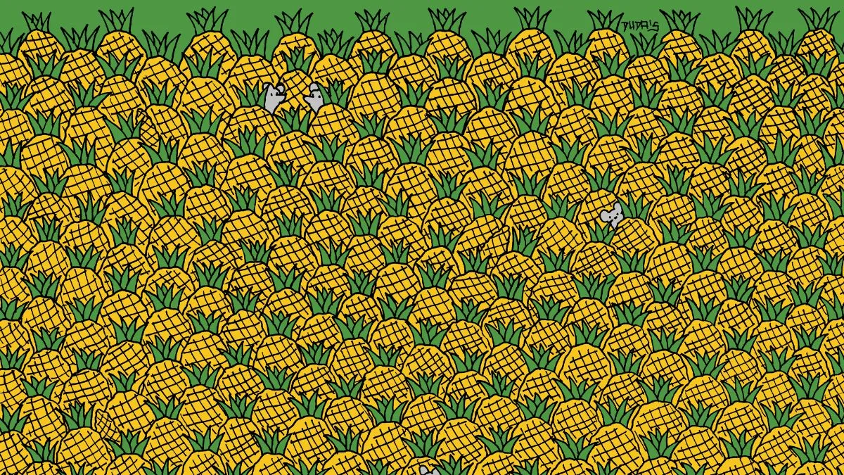 Spot 4 corns hidden among pineapples!