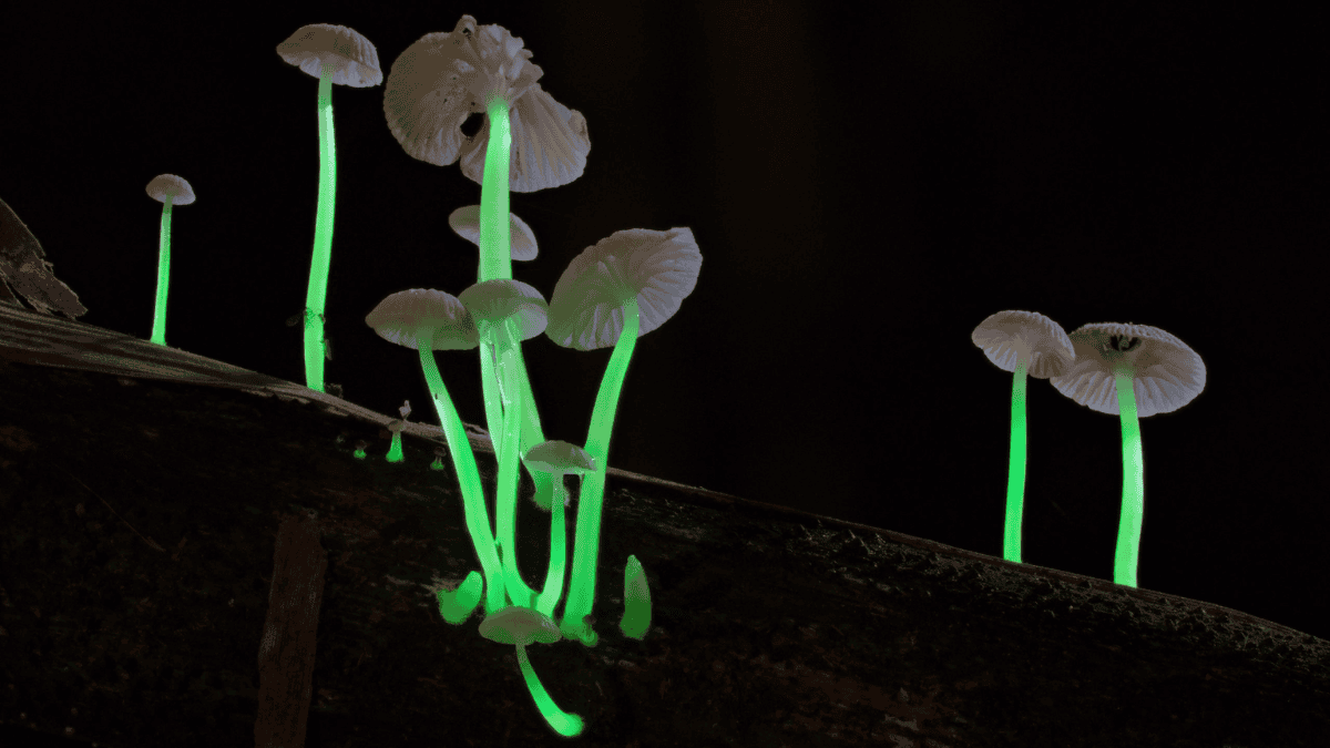 New Edible Mushroom Species Discovered in Meghalaya's Pine Forests