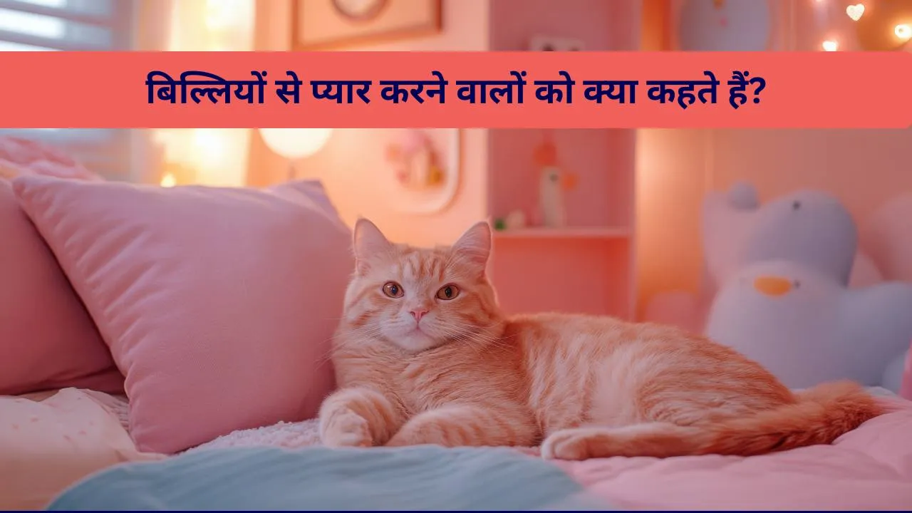 what are cat lover person called