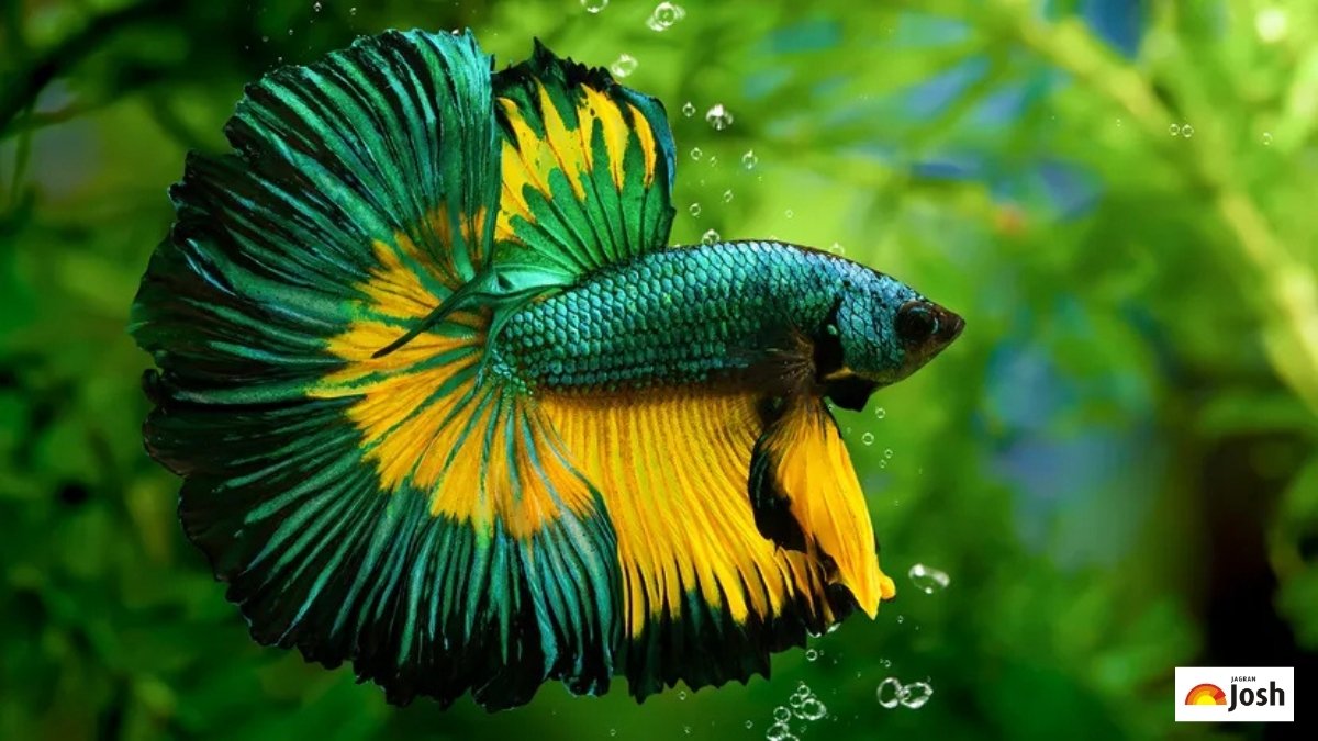 List of U.S. State Fish, Check Common Name & Year Here!
