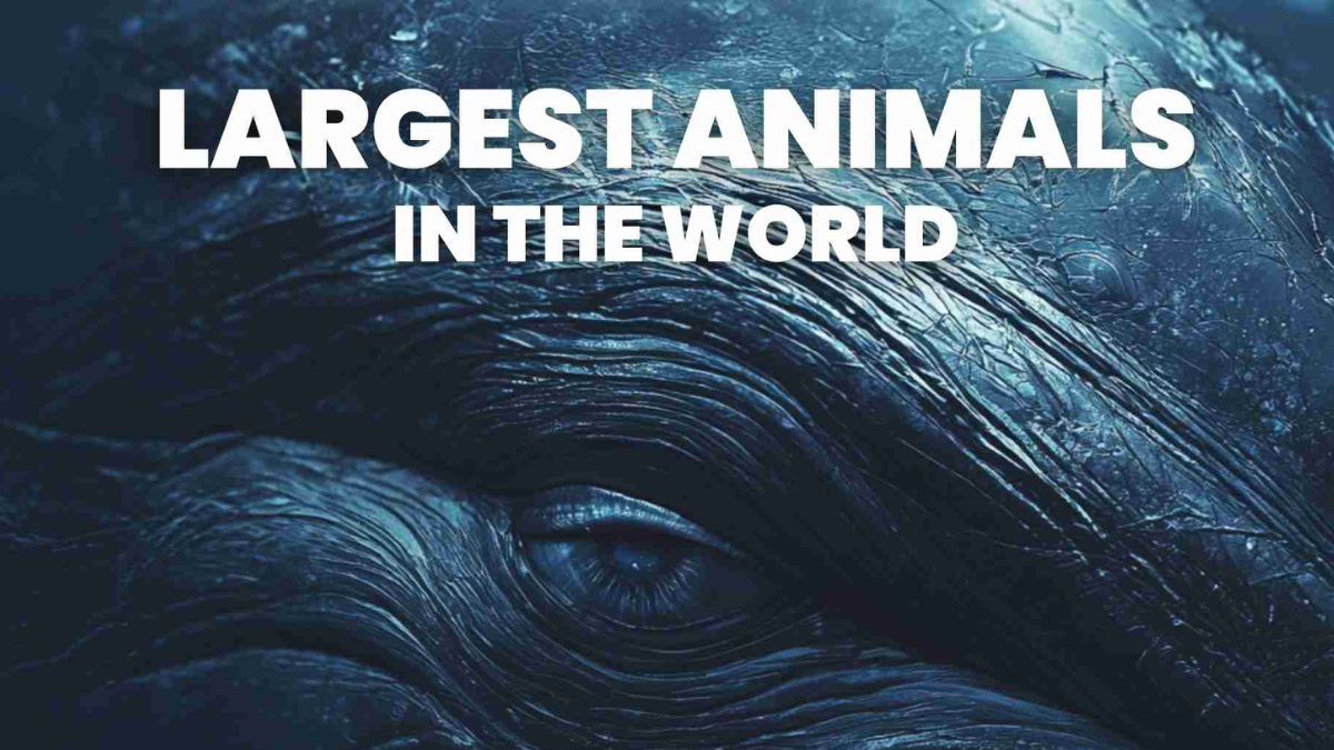 Top 10 Largest Animals in the World