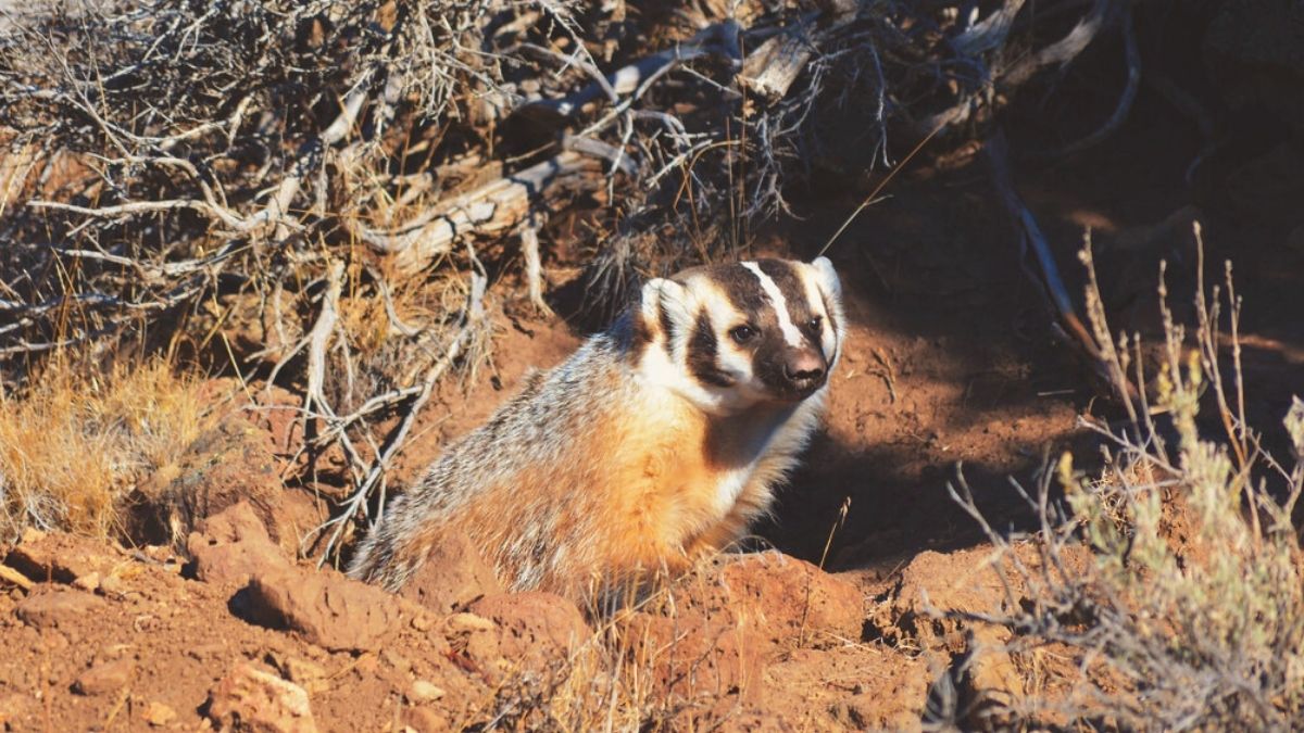 Which U.S. State is Known as the 'Badger State'?