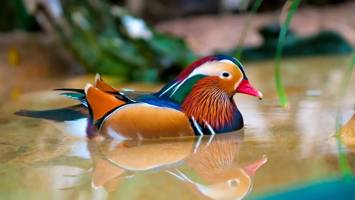 Most Colorful Birds
