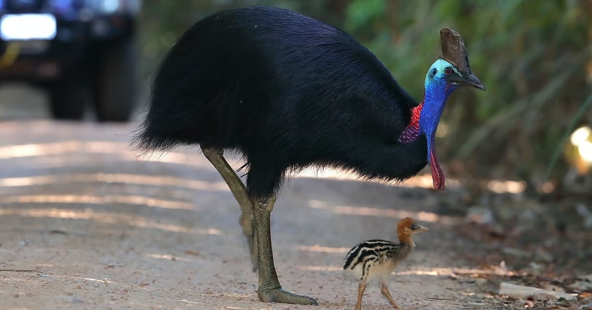World Cassowary Day 2025: Facts and Significance