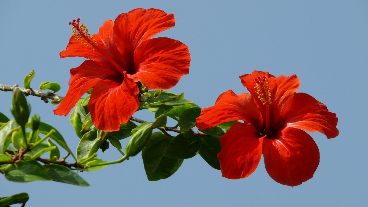 What is the Scientific Name for Hibiscus?