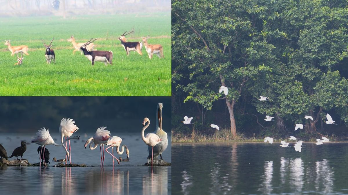 List of Ramsar Sites in India 2025: Check their State-wise location & Facts