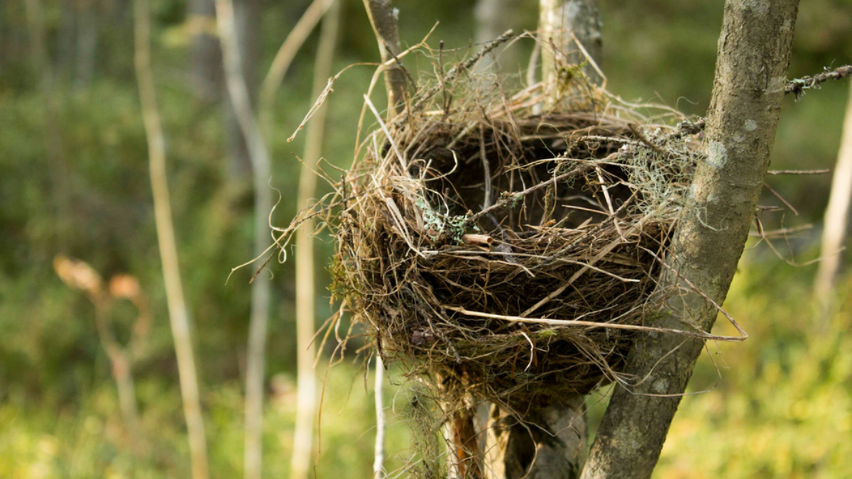 The Largest Bird Nest in the World Weighed More Than 2 Tonnes: Check Details Here