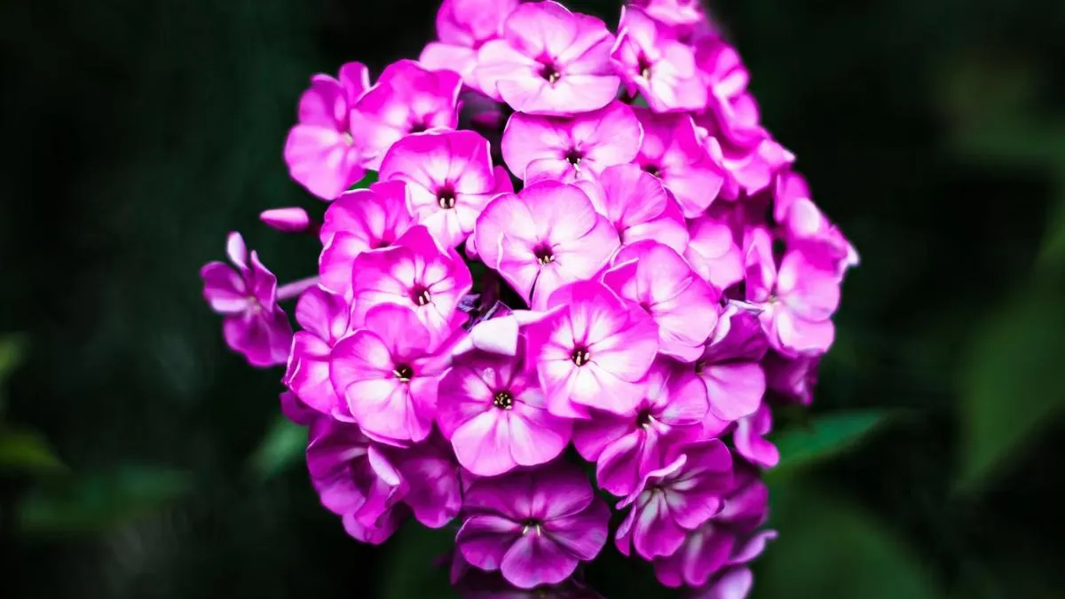 List of Top 7 Glowing Flowers in the World