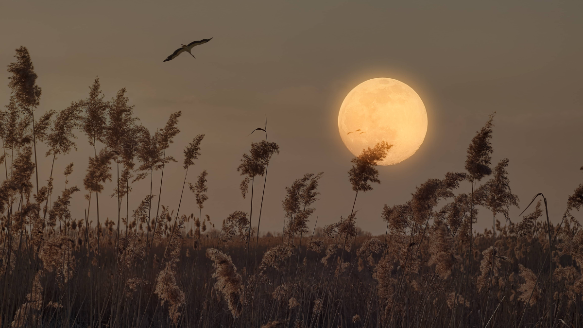 Harvest Moon 2025: When and How to Watch; Check Here