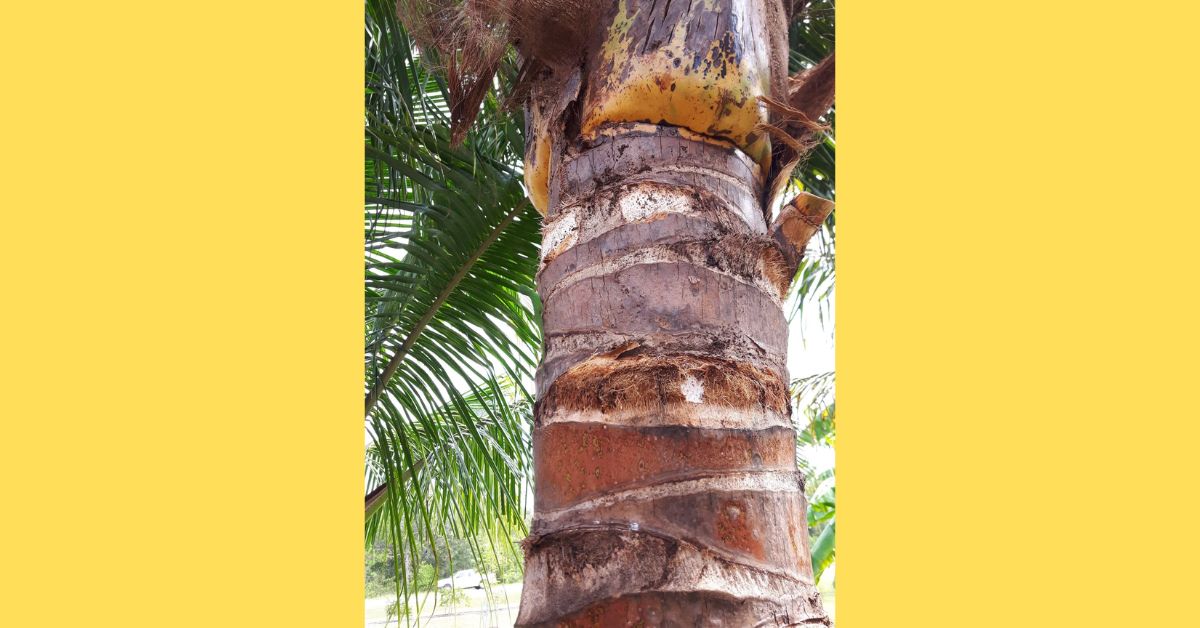 Only a Few Can Spot the Lizard in This Coconut Tree Illusion—Are You One of Them?