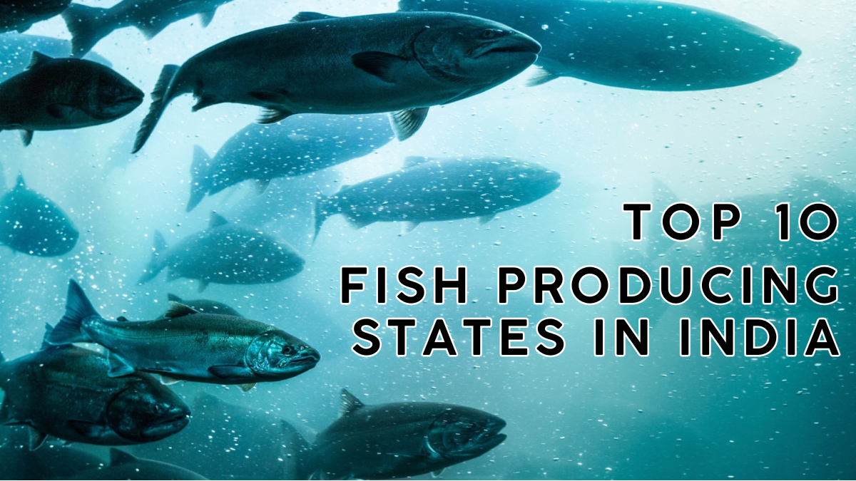 Top 10 Fish Producing States in India 2025