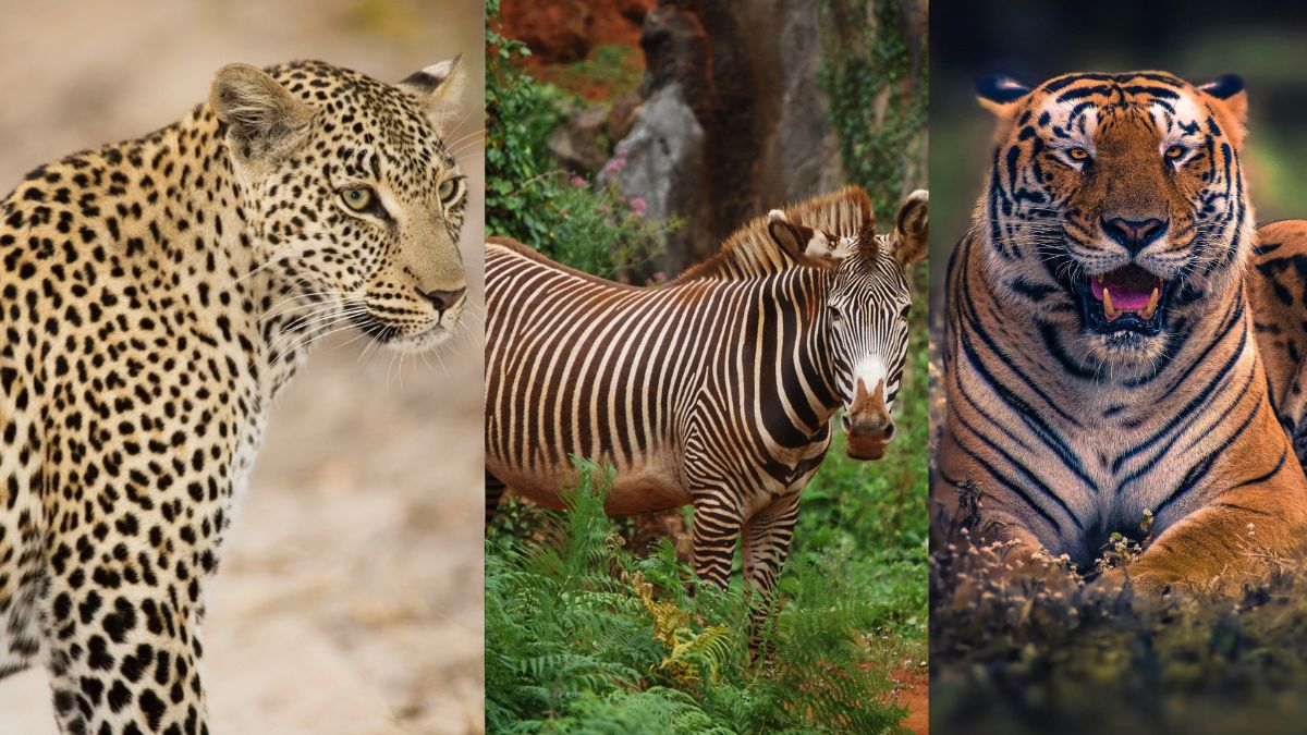 Which is the Largest National Park in India?
