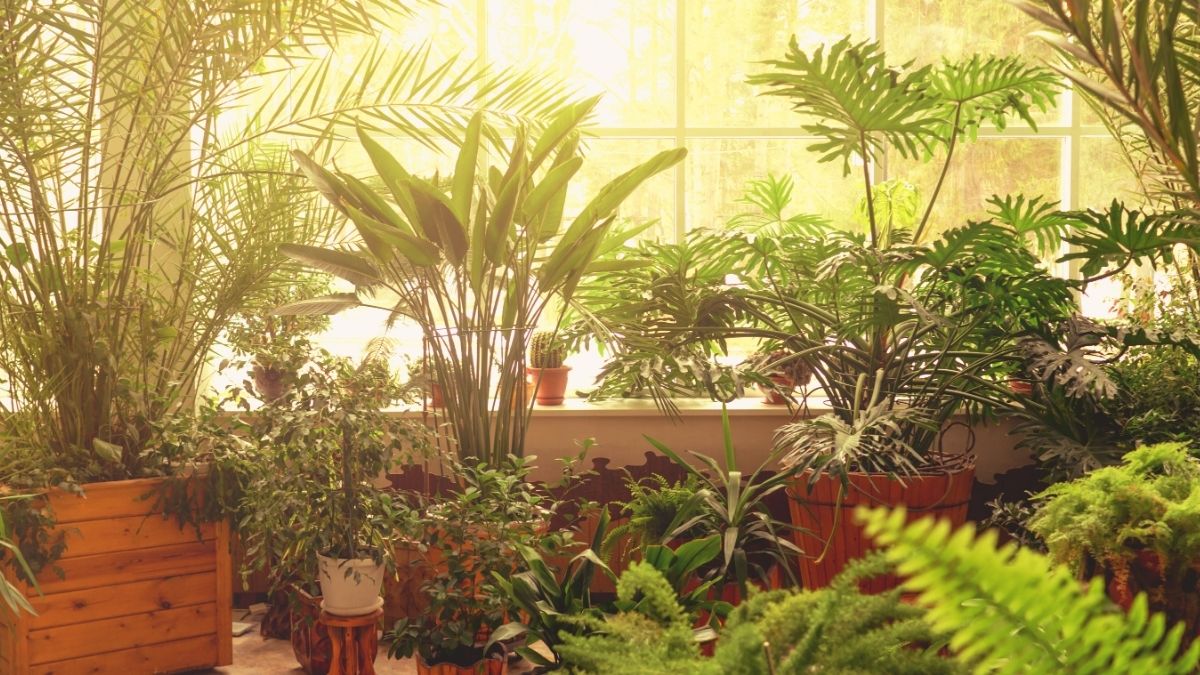 5 Life-Saving Plants You Should Know About: Check List!