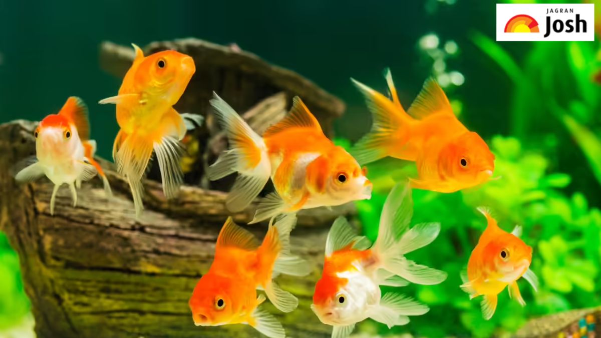 भारत में कौन-सा शहर कहलाता है ‘मछलियों का शहर’, जानें यहां