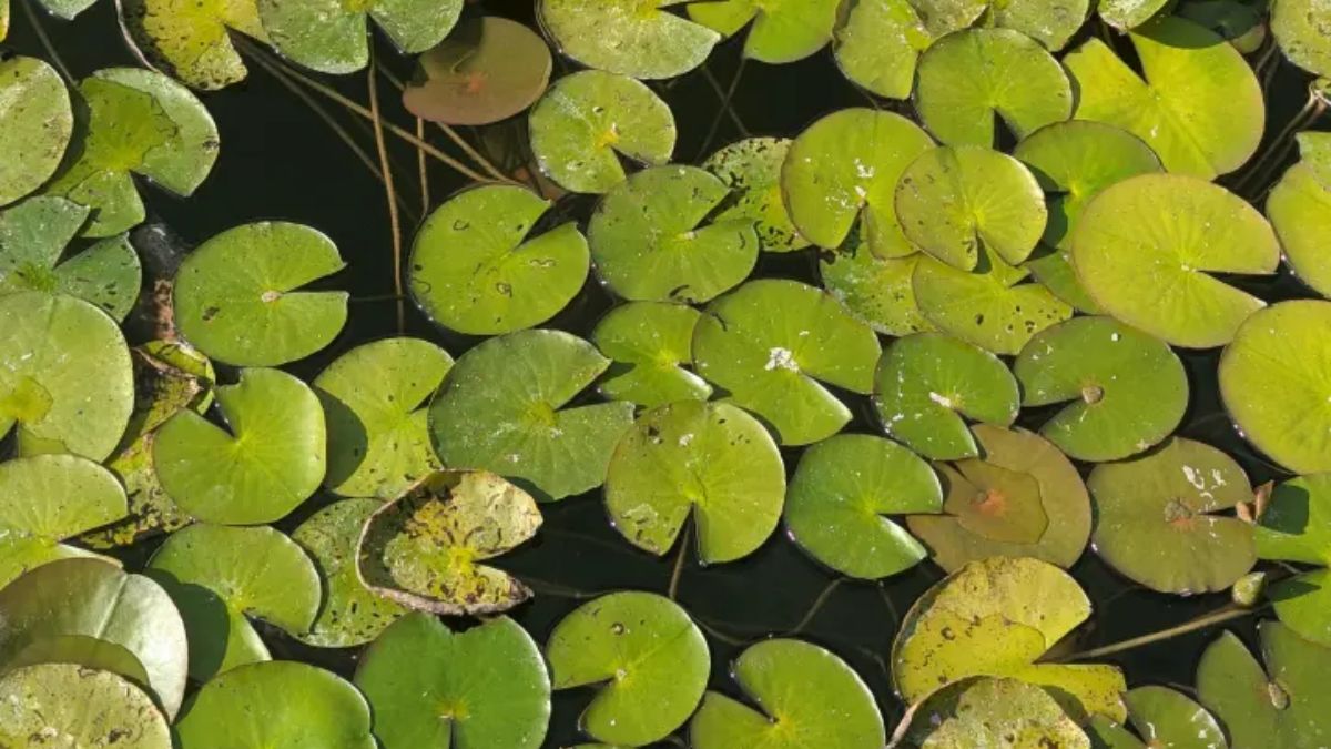 There Is A Frog Hidden Among Lily Pads! Spot It In 5 Seconds To Prove You Are Super Vigilant!