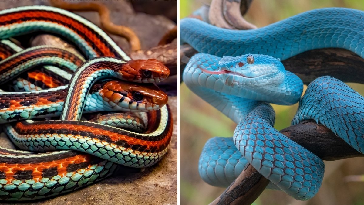List of Top 9 Colorful Snakes in the World that are Beautiful Too: Ranked