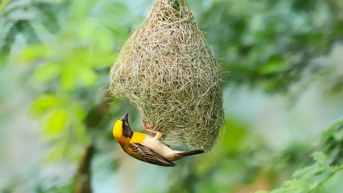 List of Top 7 Birds that Make the Most Unique Nests: Ranked
