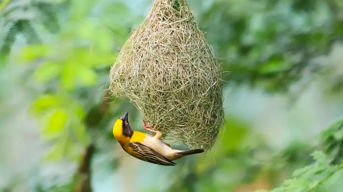 Birds that make unique nests