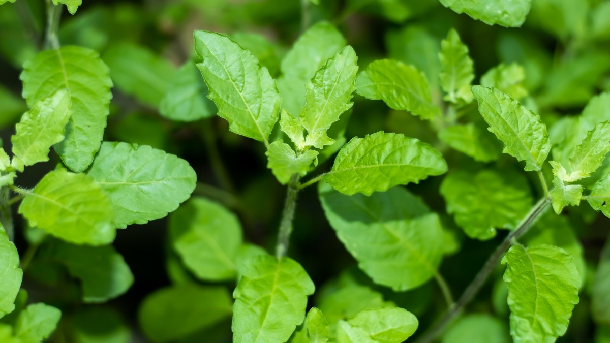 What is the Scientific Name of Tulsi?