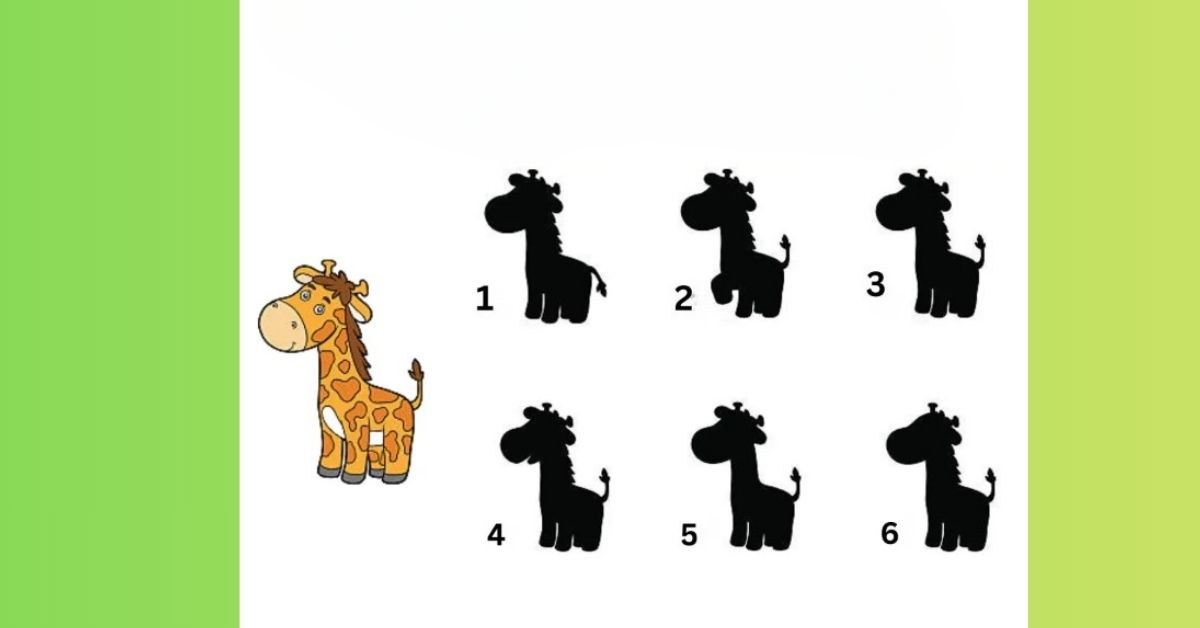 Don’t Be Fooled! One Giraffe Shadow Is Correct — Can You Spot Which One It Is?