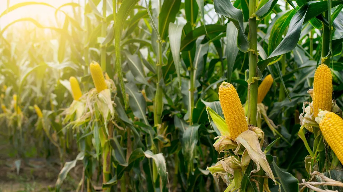 Largest Producer of Corn