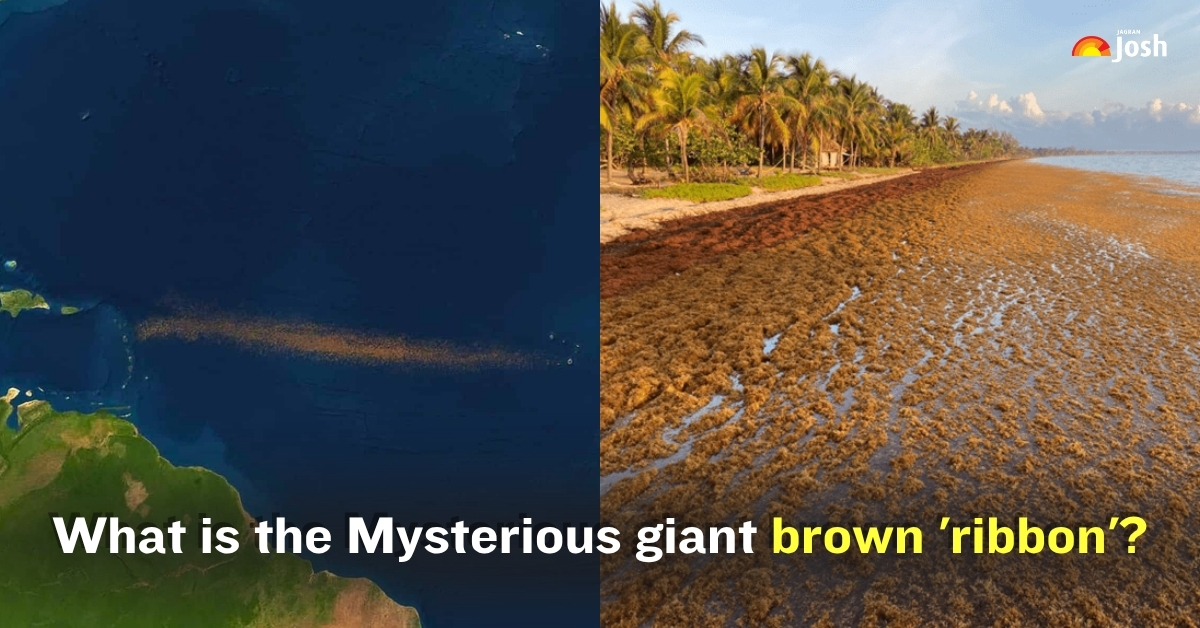 What is the Mysterious Brown Ribbon Spreading from the Atlantic Ocean to the Gulf of Mexico? Check Here!