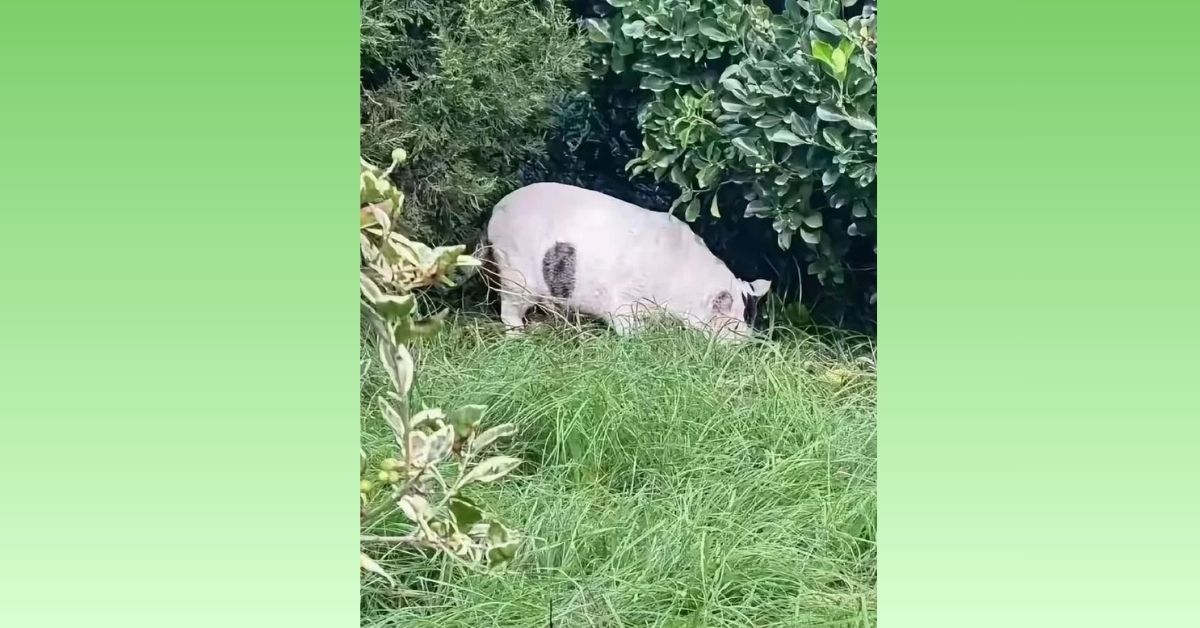 Think Like Plato and Use Pure Logic to Find the Animal Eating the Grass in This Clever Visual Puzzle!