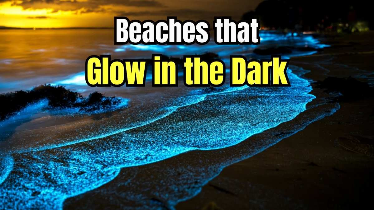List of Beaches That Glow in the Dark; This Beach in Maldives Glows like Stars