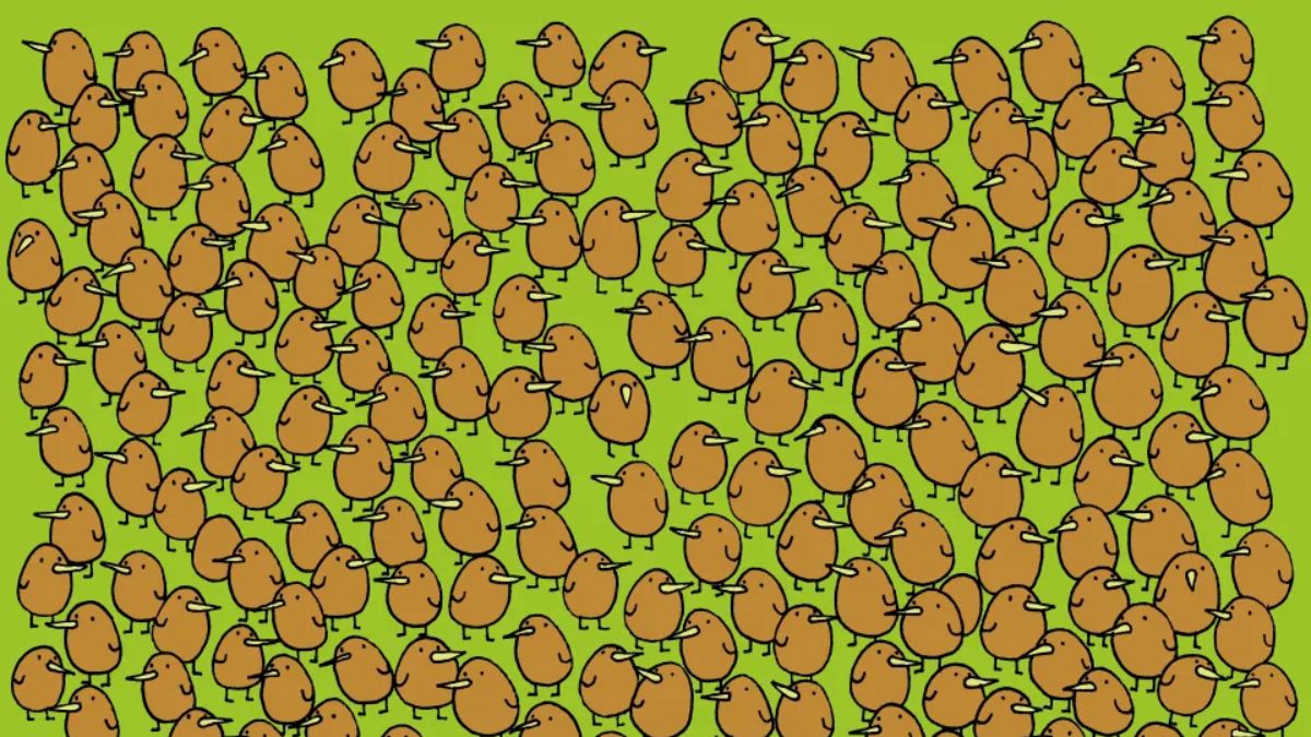 There Are Four Kiwis Hidden Among Kiwi Birds! Can You Spot Them All In 10 Seconds To Prove You Are High IQ?