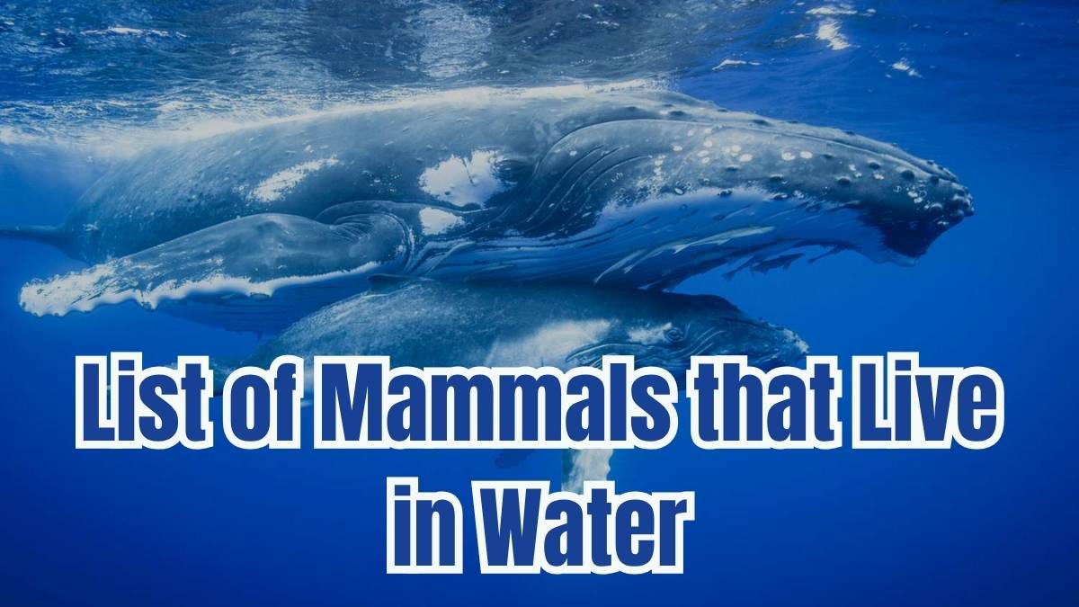 List of Mammals That Live Only in Water; Is Dolphin Among Them?