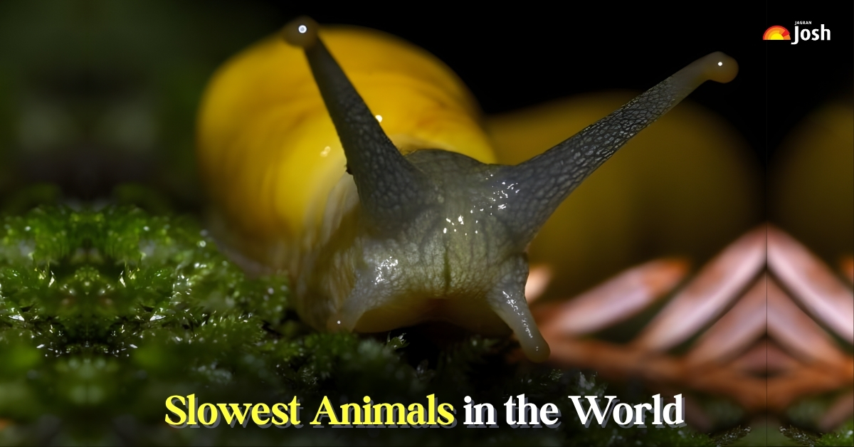 List of 7 Slowest Animals in the World