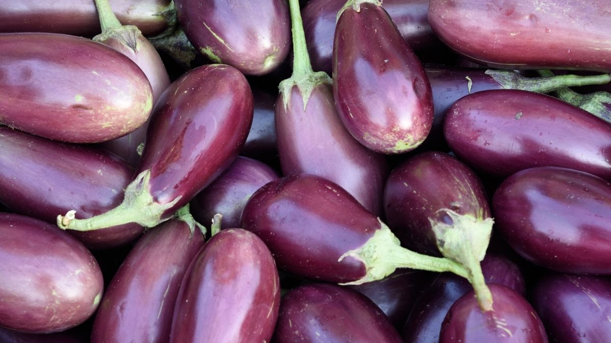 What is the Scientific Name of Eggplant?