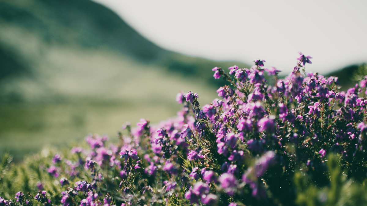 List of Top 7 Rarest Flowers in the World