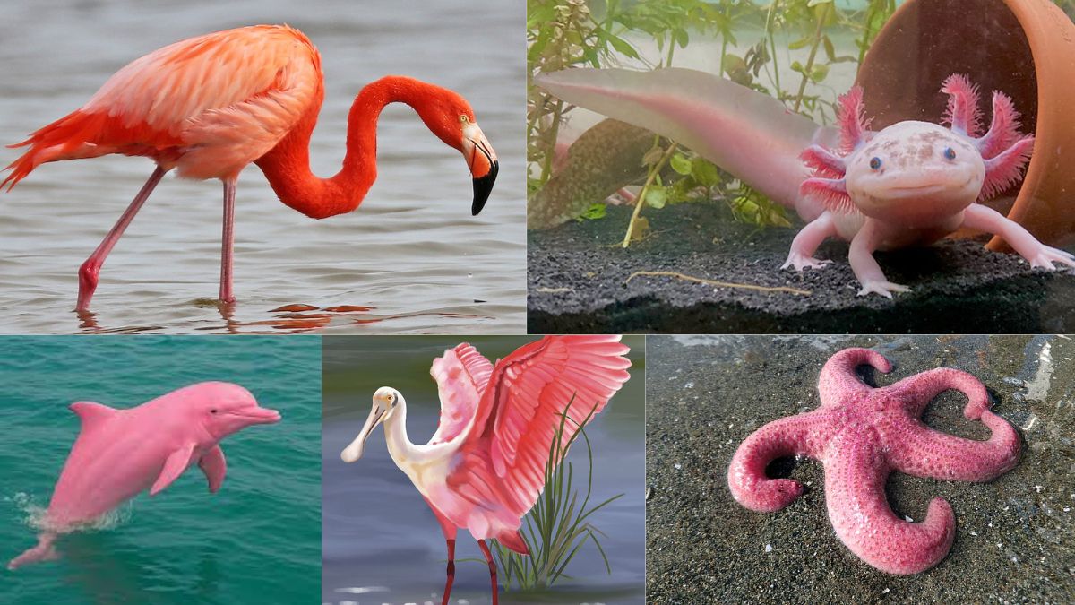 List of Top 5 Rare Pink Animals that Show Nature's Unusual Colour
