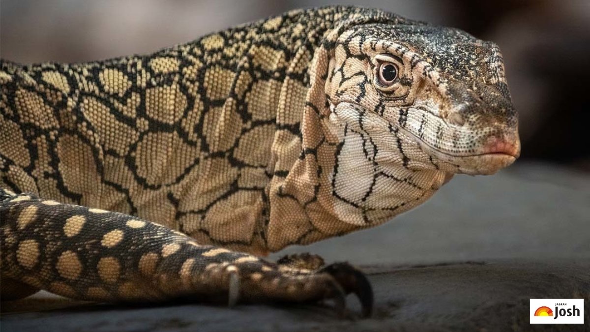 Top 9 Fastest Reptiles in the World: Land, Water & Air, Check Here!
