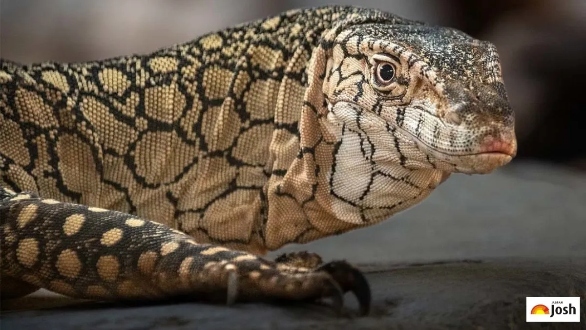 Top 9 Fastest Reptiles in the World (Credits: LA Zoo)