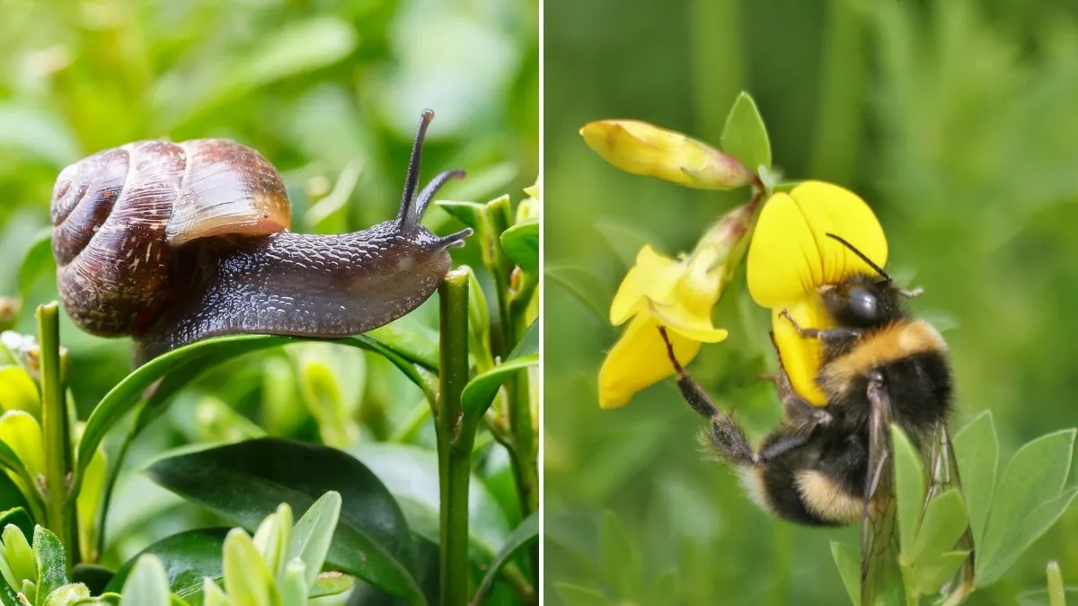 Animals that hibernate for the longest period of time.