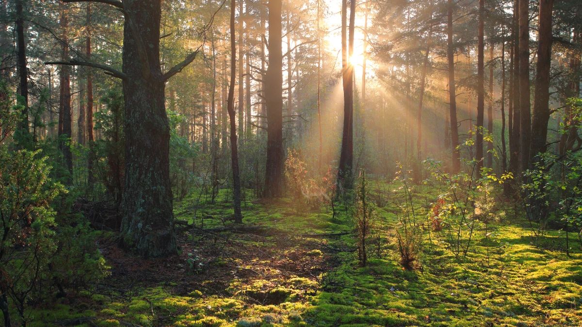 If You Possess Eyes Sharper Than A Scanning Machine, Then Spot The Fox Hidden In This Jungle In 21 Seconds!