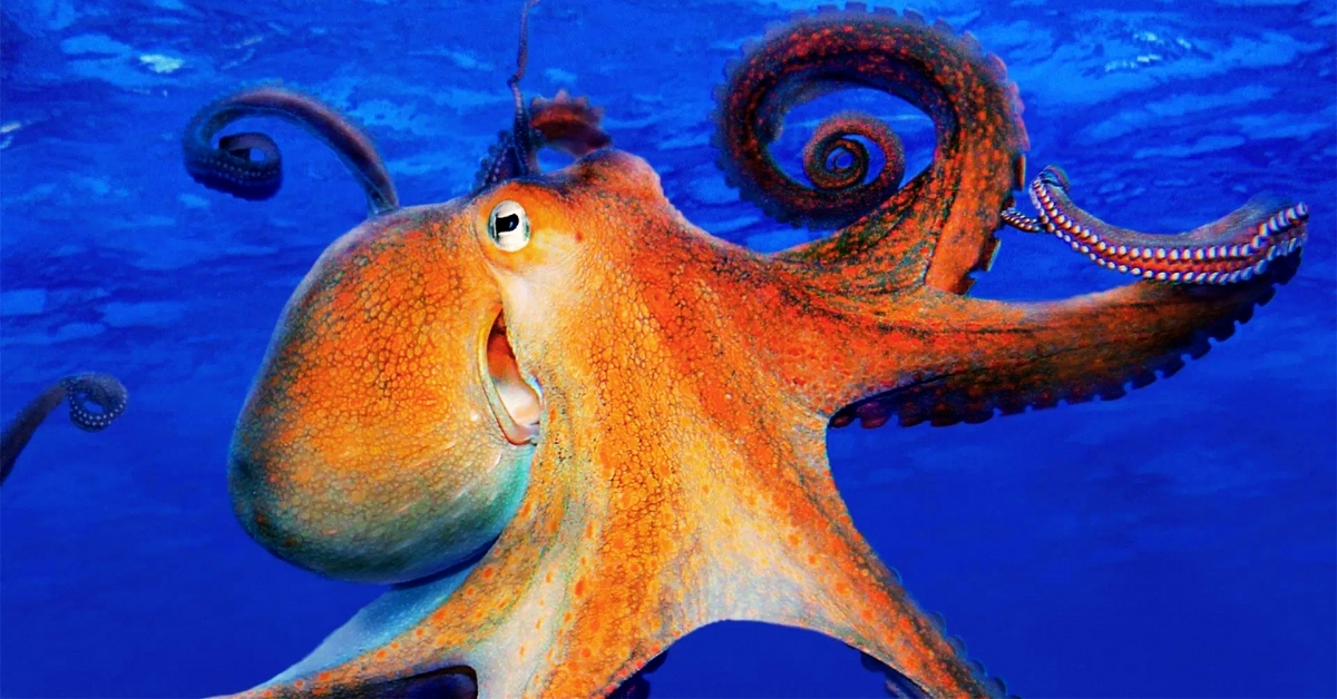 List of 10 Largest Octopuses in the World Ever Found