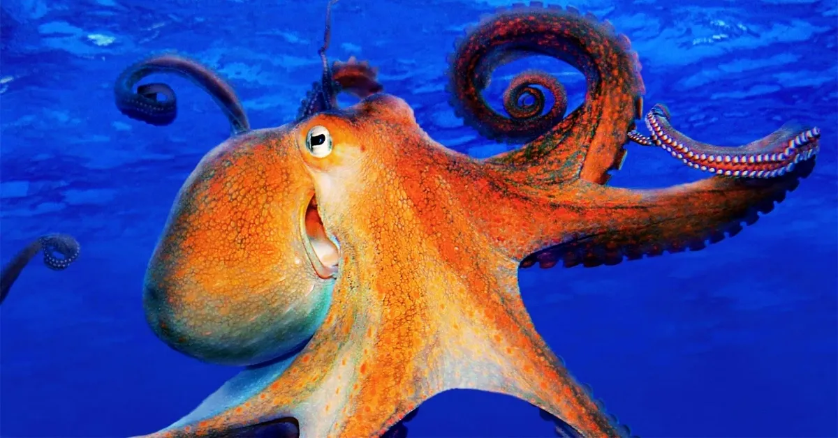 List of Largest Octopuses in the World Ever Found