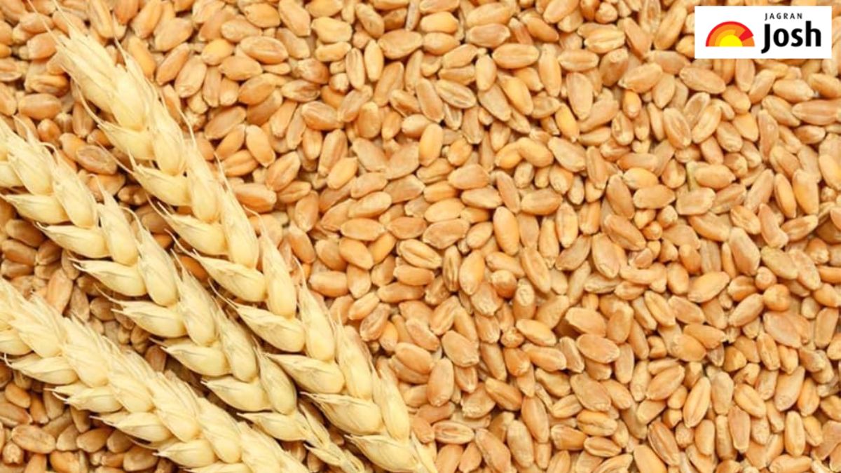 दुनिया में गेंहू का सबसे अधिक उत्पादन करने वाले टॉप 10 देश, देखें लिस्ट