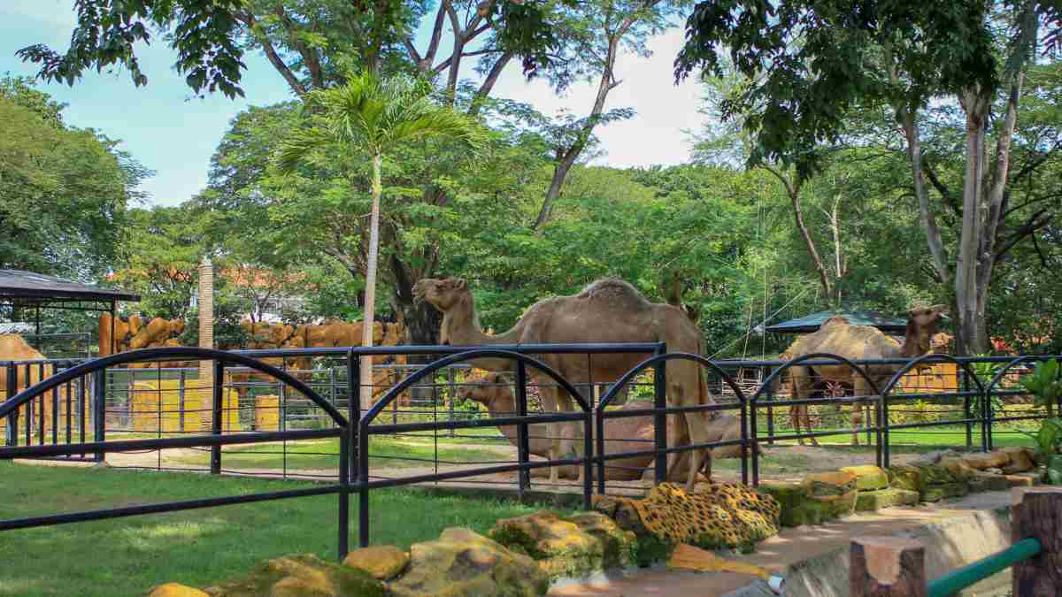 List of Top 10 Largest Zoos in the World