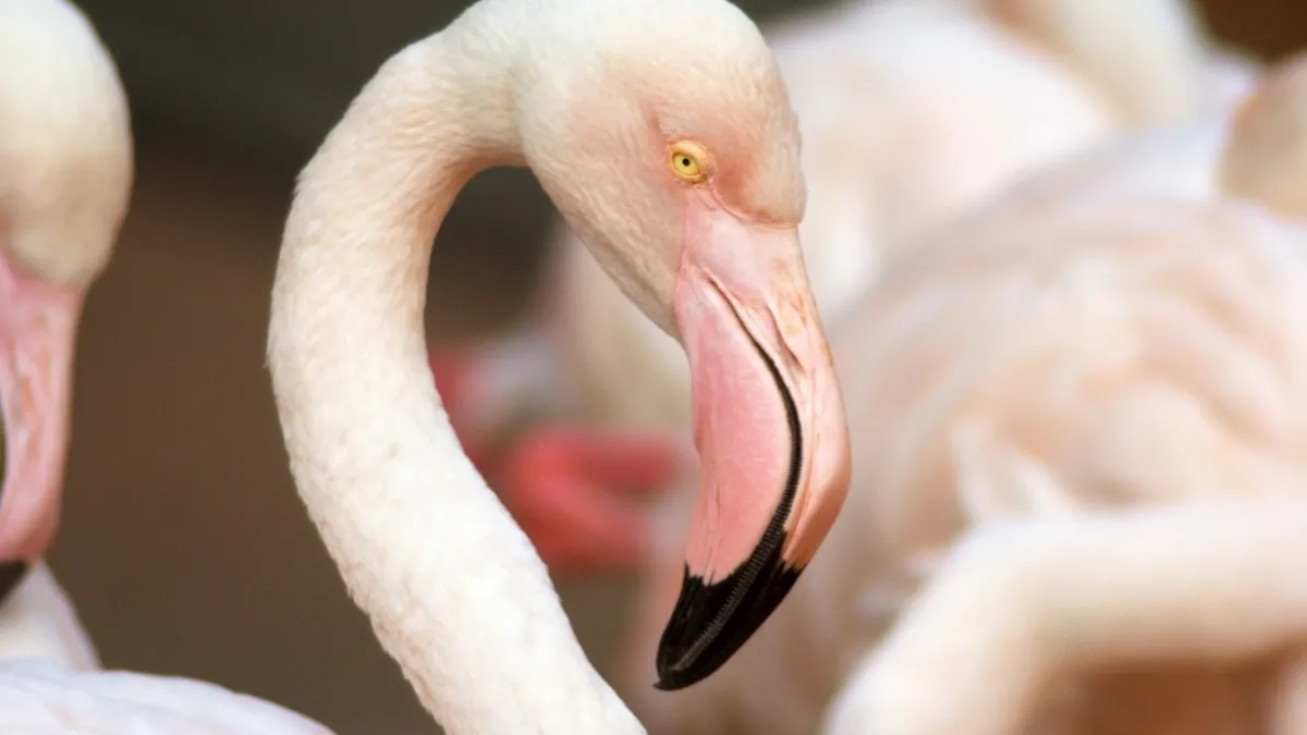Greater Flamingo, a migratory bird that comes to India in winter