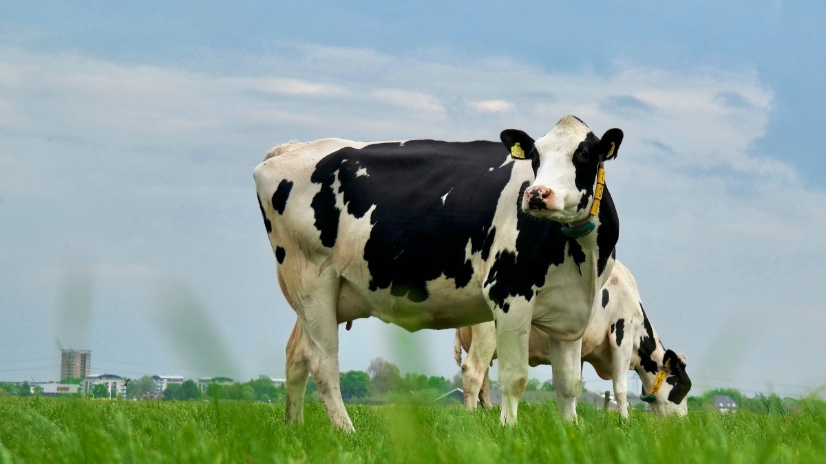 What is the Scientific Name of Cow?